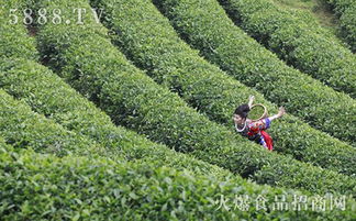 湘西州茶叶实现直接出口,将推动茶叶的发展