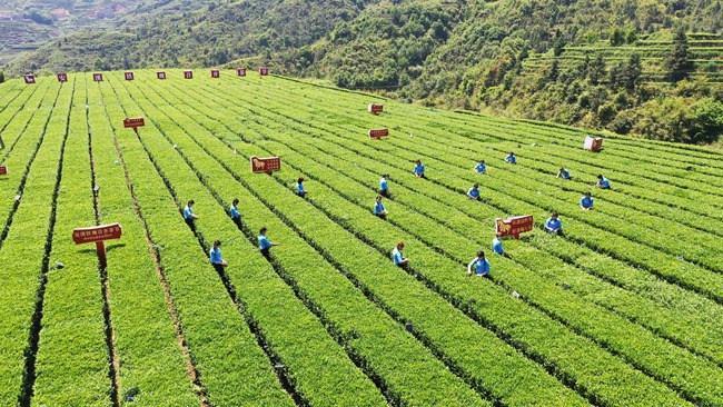 2020年上半年:茶叶出口量减少,茶叶出口单价上涨! __凤凰网