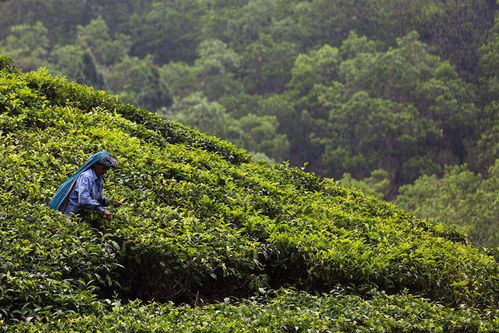 斯里兰卡茶叶进口清关需要注意的环节 报关资讯